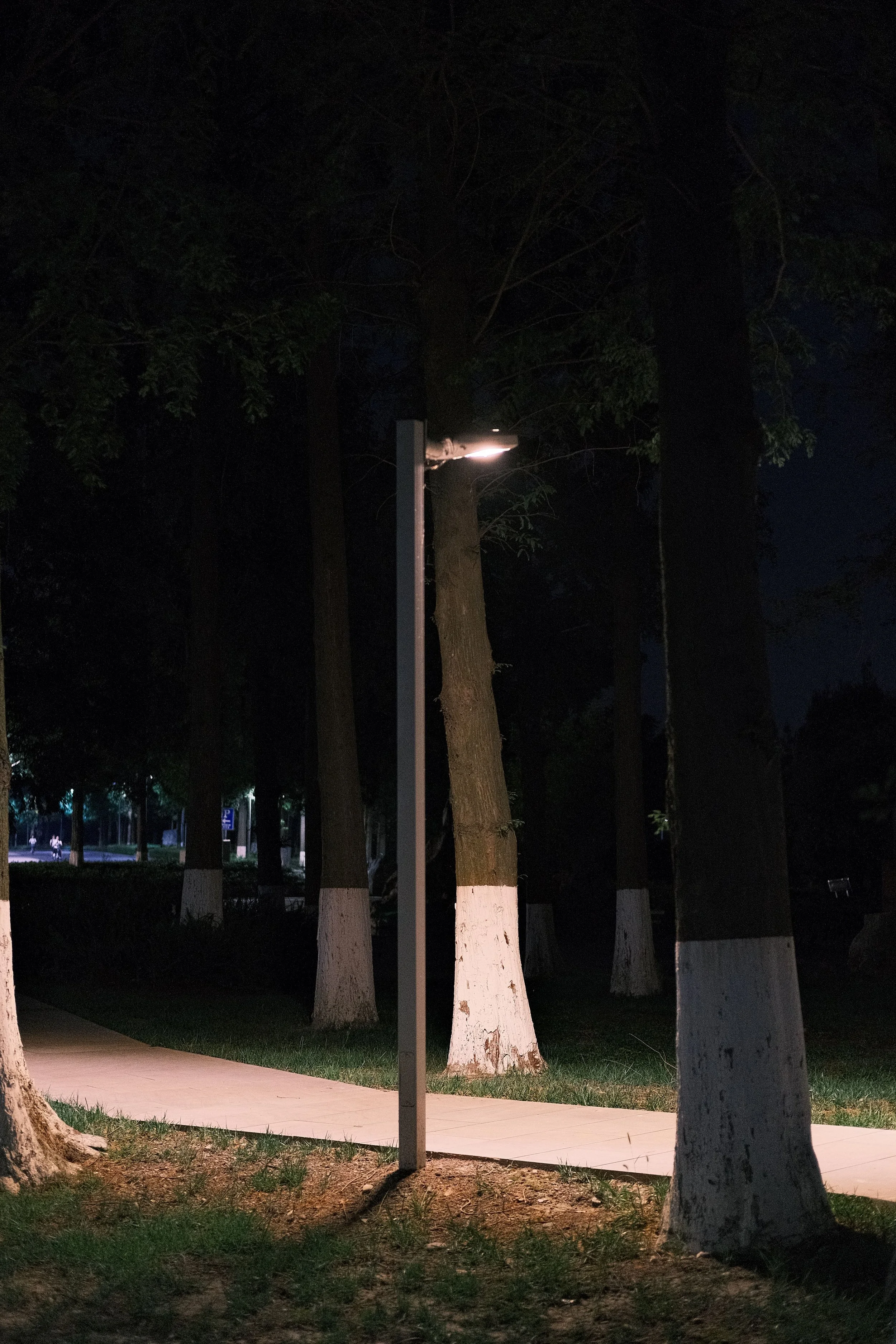 Night scene of a park with tall trees and a well-lit sidewalk. The trees have white-painted trunks and there are streetlights illuminating the area. In the background, a few people are walking.