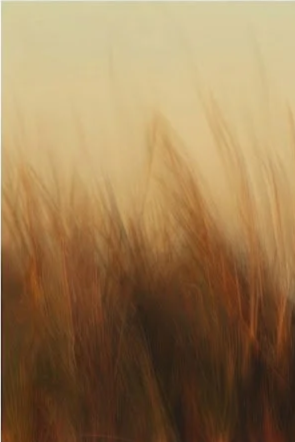 A blurred image of tall grass or wheat in a field under a light sky.