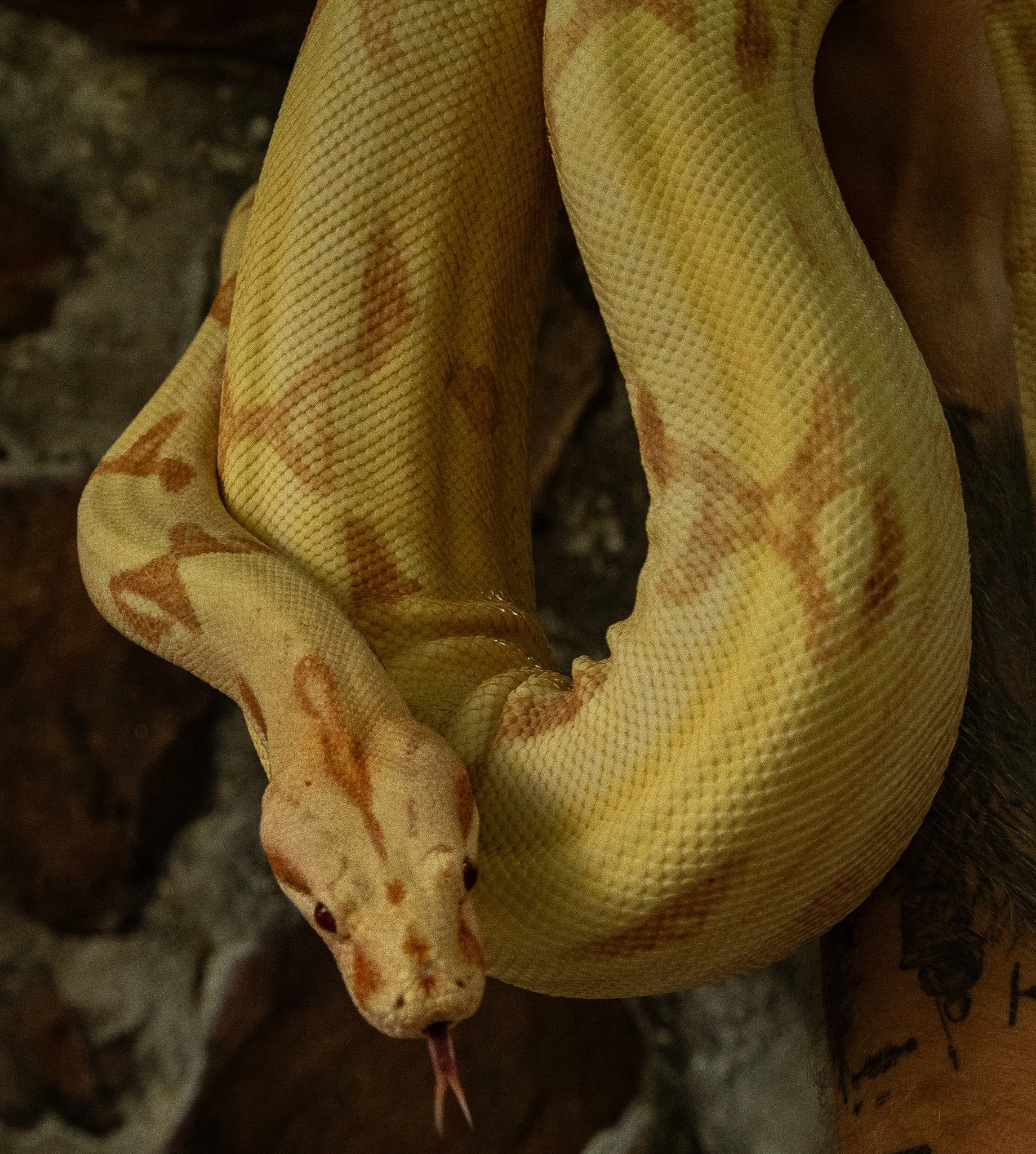 Russ Vegas Reptiles Albino Boa Constrictor