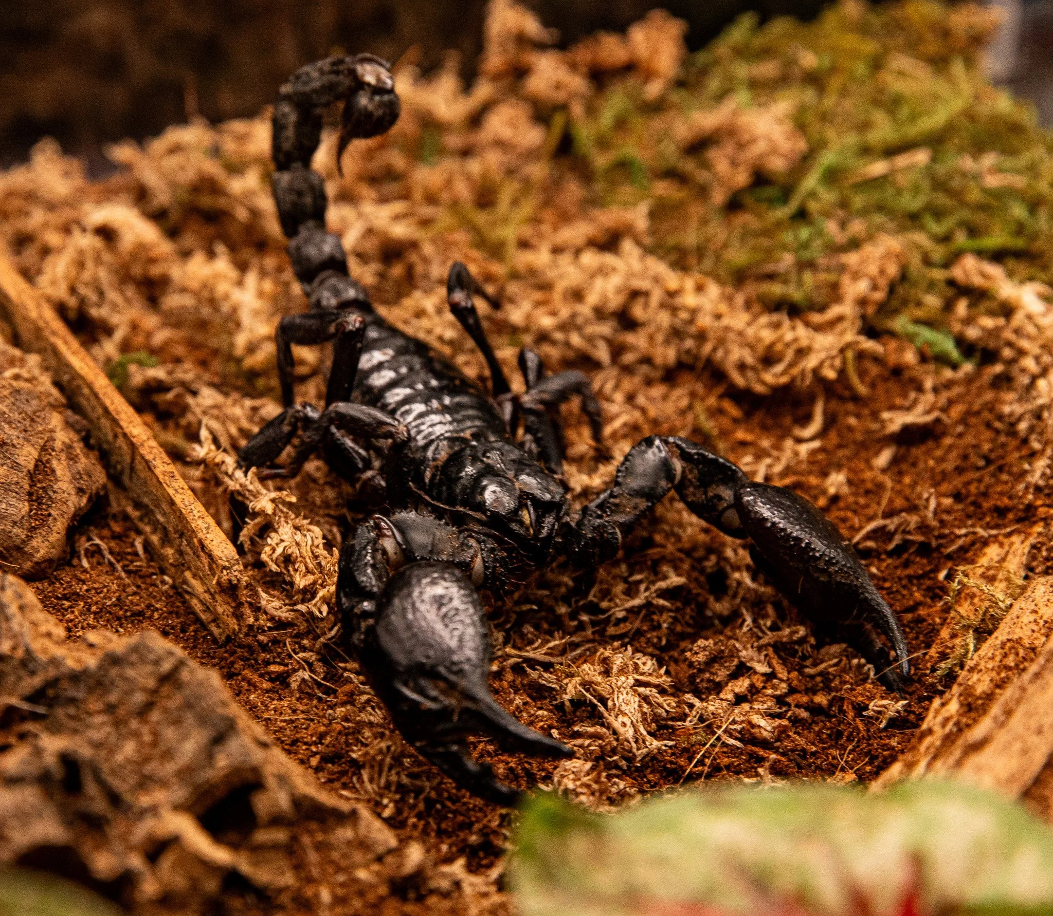 Russ Vegas Scorpion