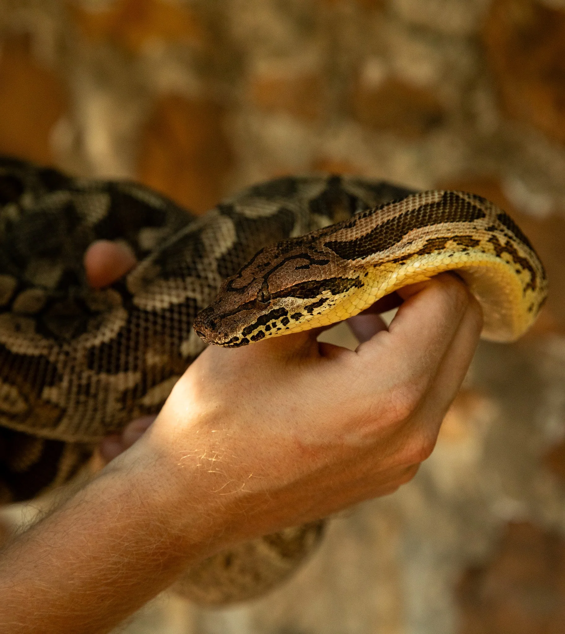 Close-up of a person's hand holding a ball python with a patterned brown, yellow, and black skin.