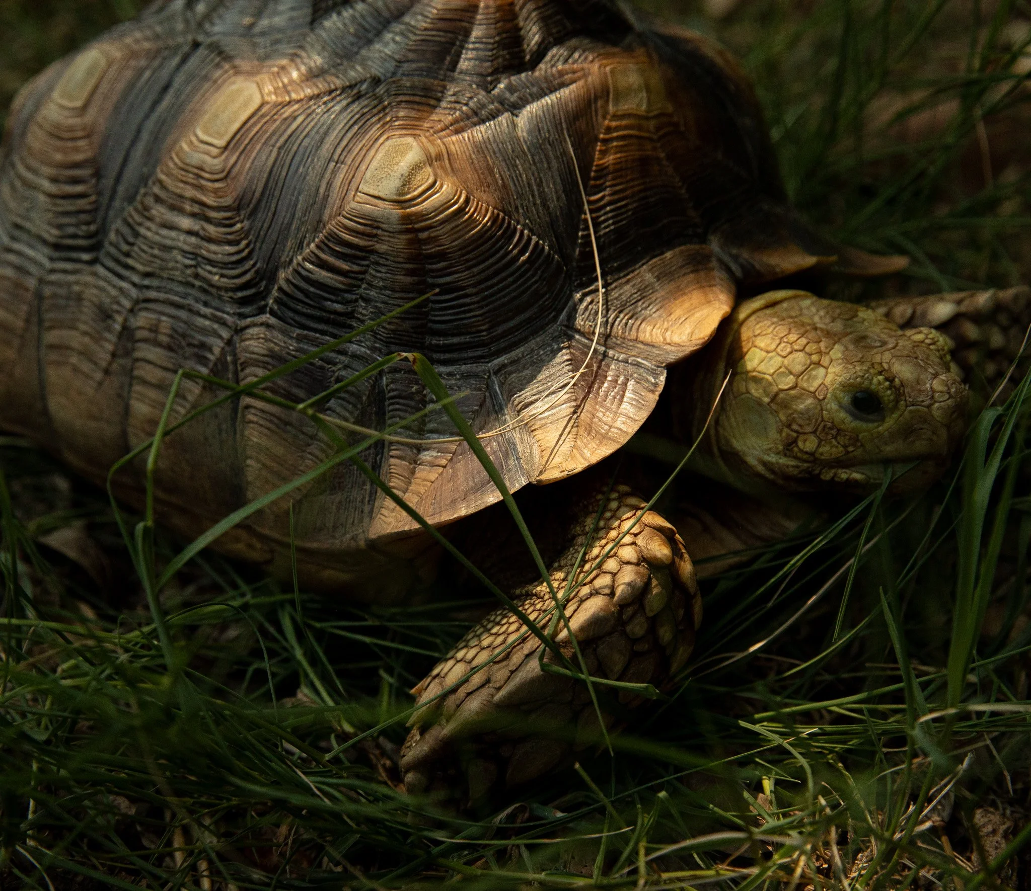 Russ Vegas Reptiles Sulcata Tortoise