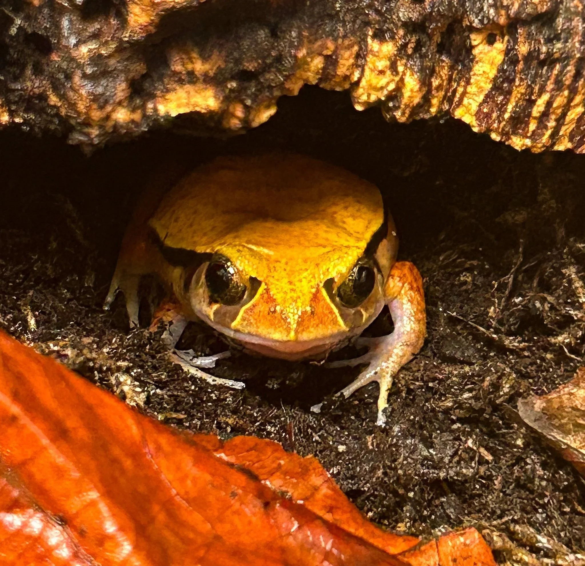 Russ Vegas Reptiles tomato frog