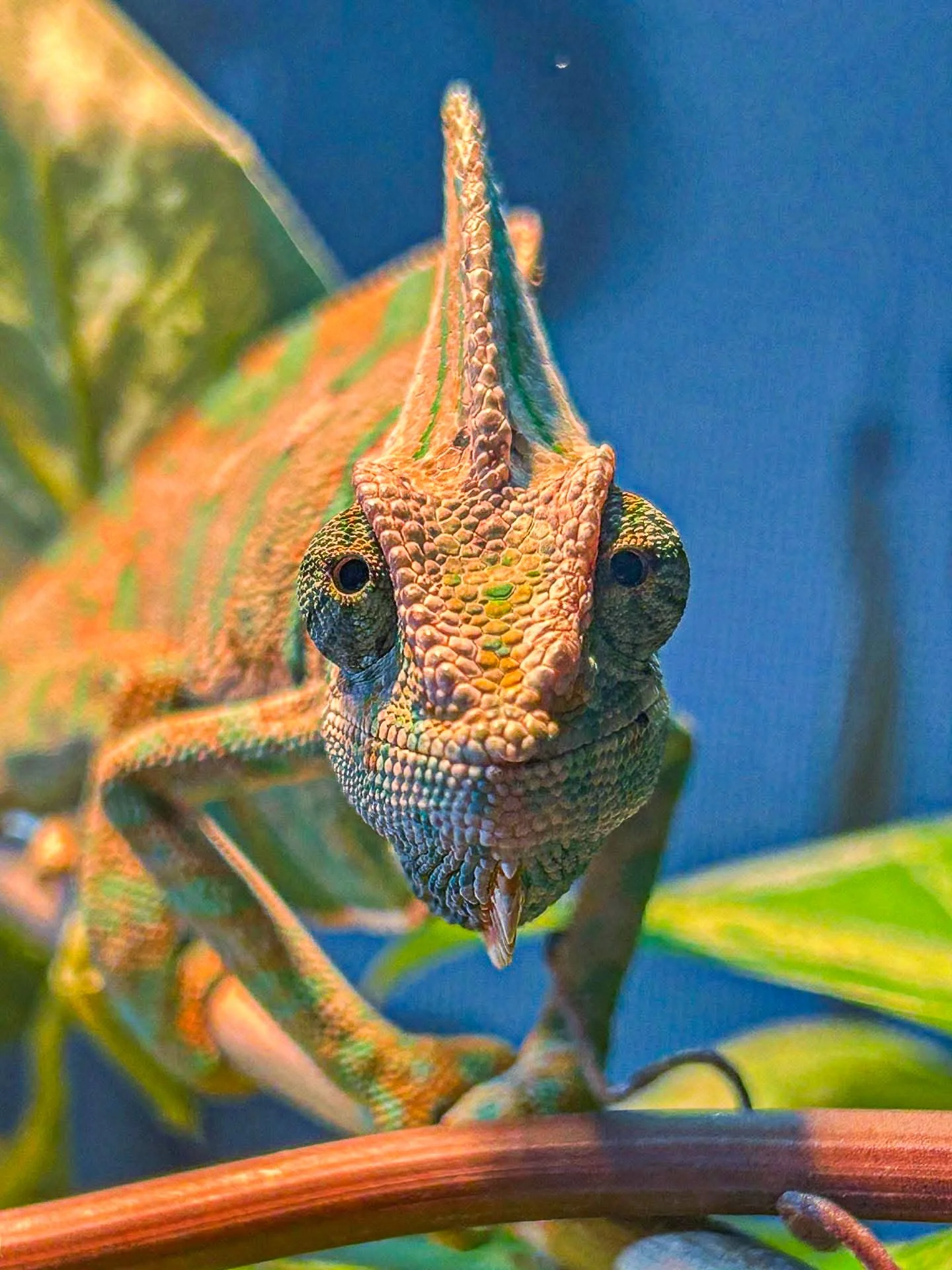 Russ Vegas Reptiles chameleon