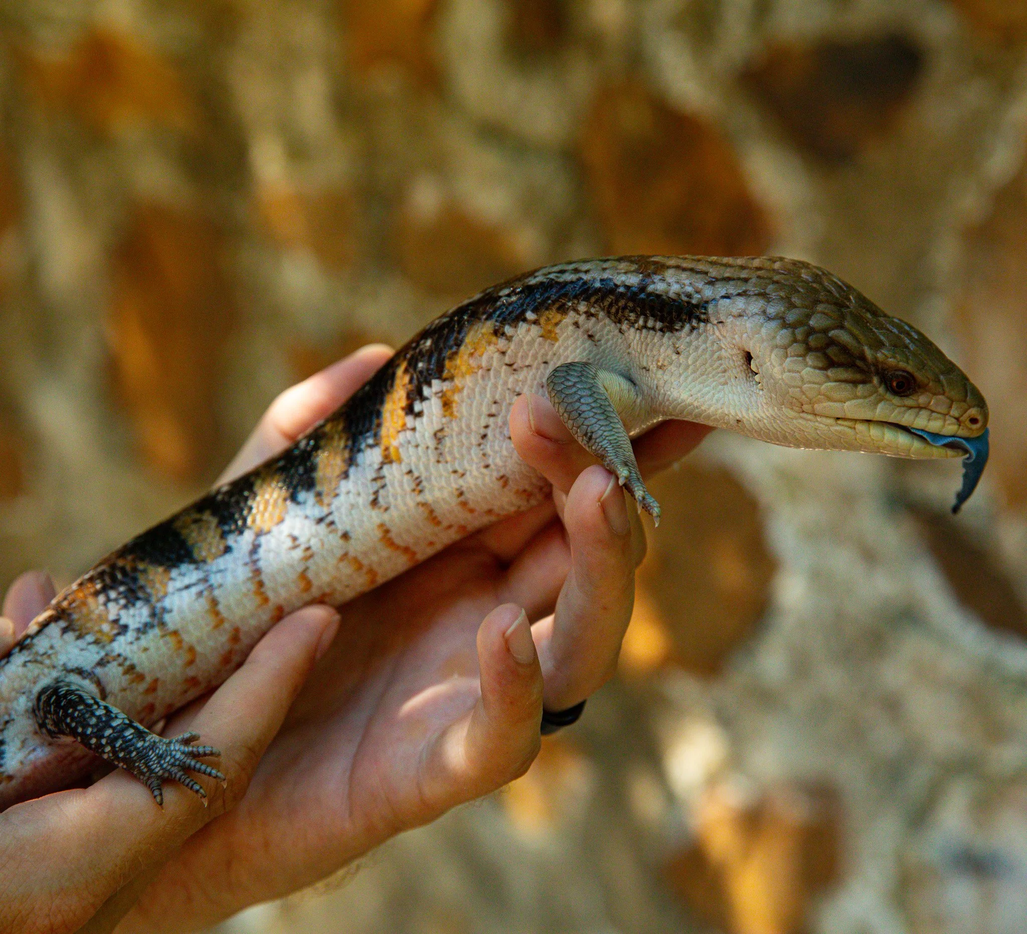 Russ Vegas Reptiles with a blue tongue skink