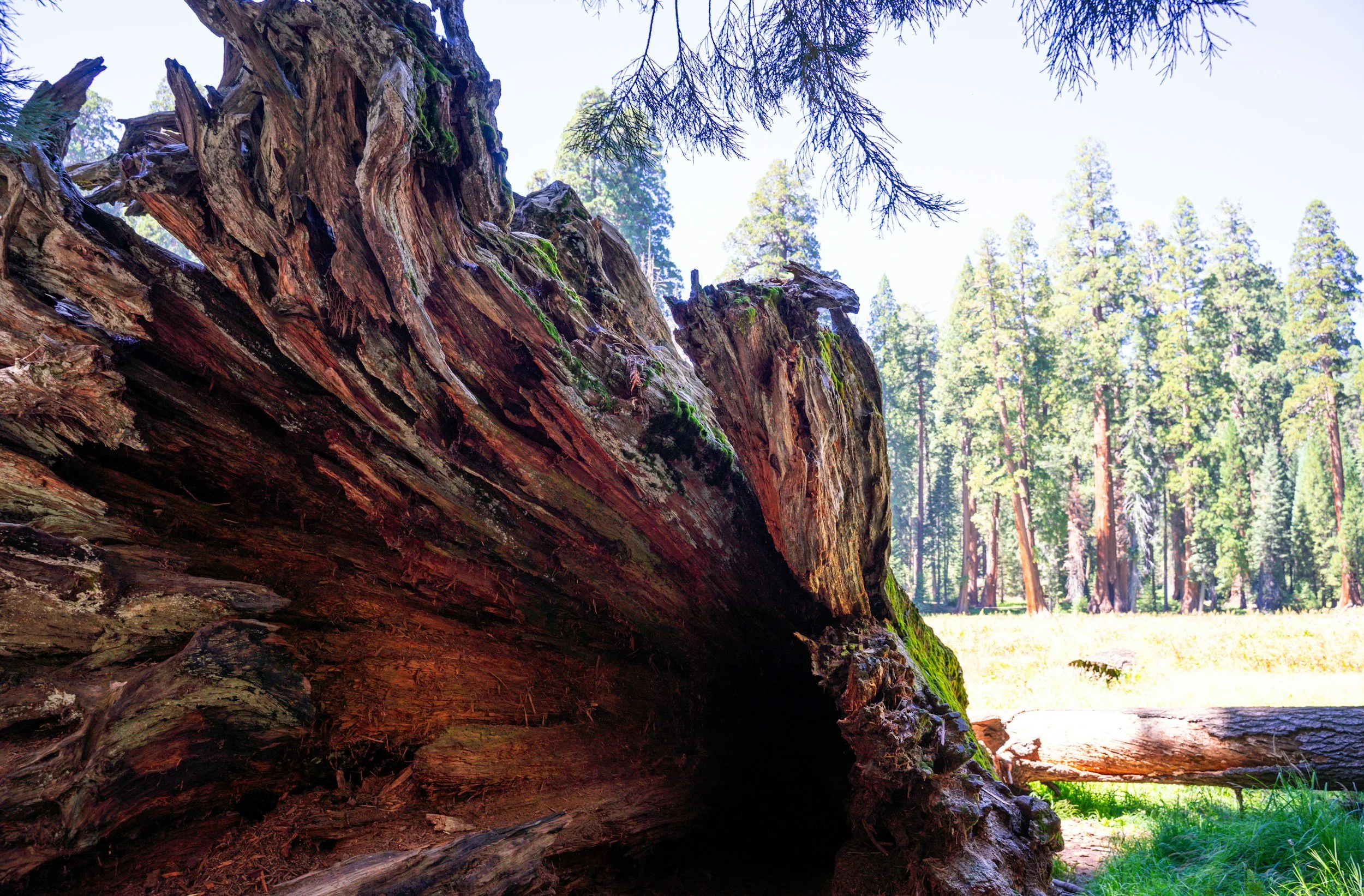 A large fallen tree trunk with exposed roots in a forest clearing, surrounded by tall pine trees and green grass, under a clear blue sky.