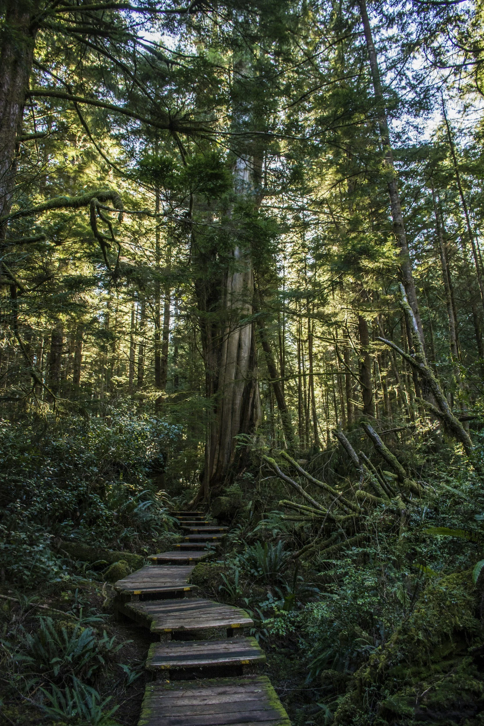 A wooden trail with steps running through a lush, green forest with tall trees and dense foliage.