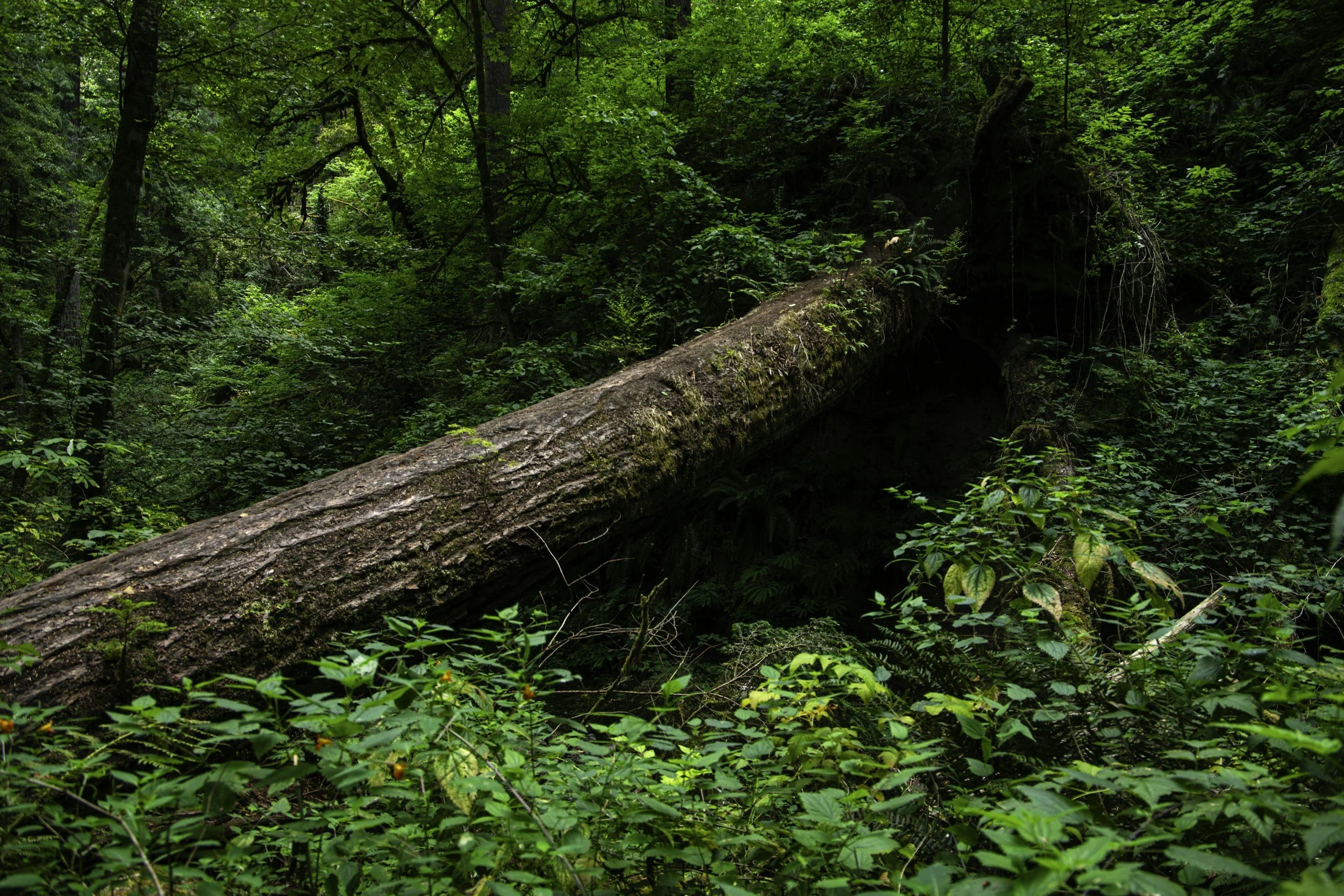 A dense green forest scene with a fallen tree covered in moss lying across the forest floor, surrounded by lush vegetation and trees.