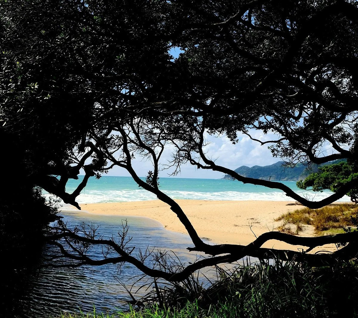 Secluded beach framed by coastal trees and turquoise sea