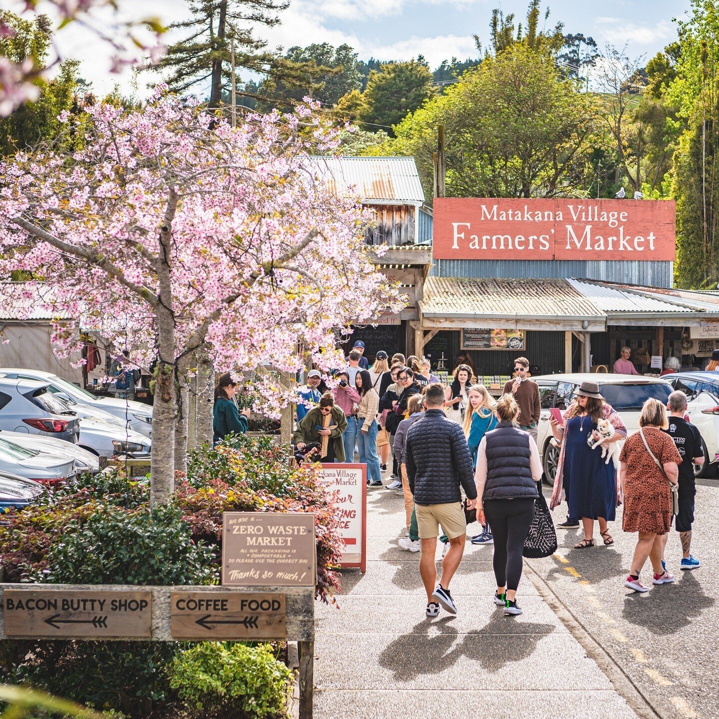 Visitors strolling through Matakana Village Farmers’ Market with cherry blossoms in bloom, local stalls, and a bustling weekend atmosphere.