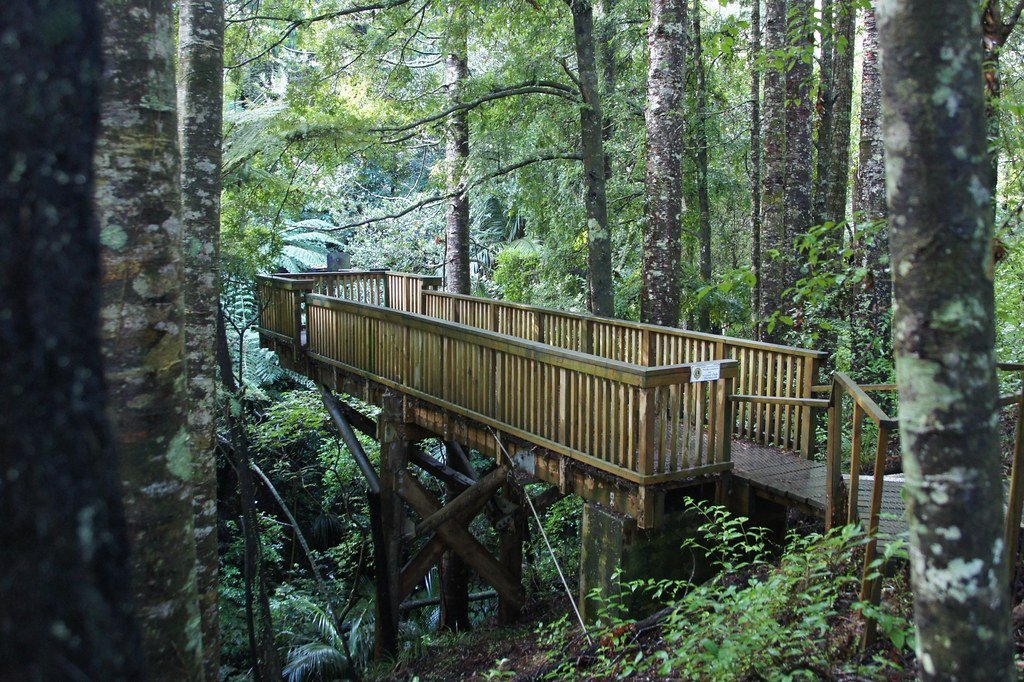 Elevated wooden walkway winding through native forest, surrounded by tall trees and lush greenery.