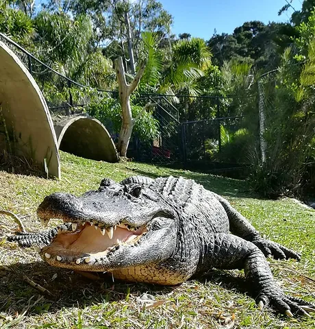 Large crocodile resting on grass in a wildlife park enclosure.