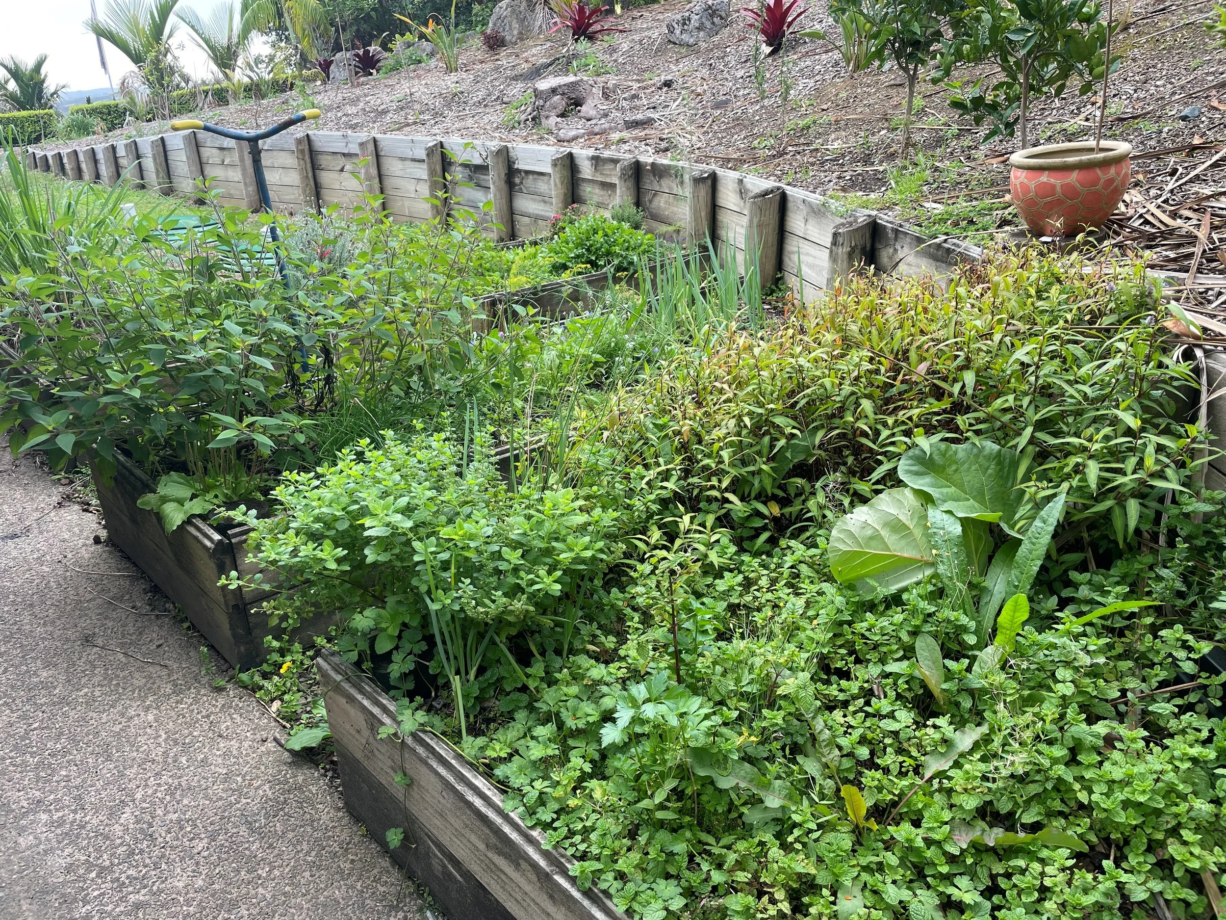 Lush organic herb garden in raised wooden beds, featuring a variety of fresh greens used for sustainable, garden-to-table dining.