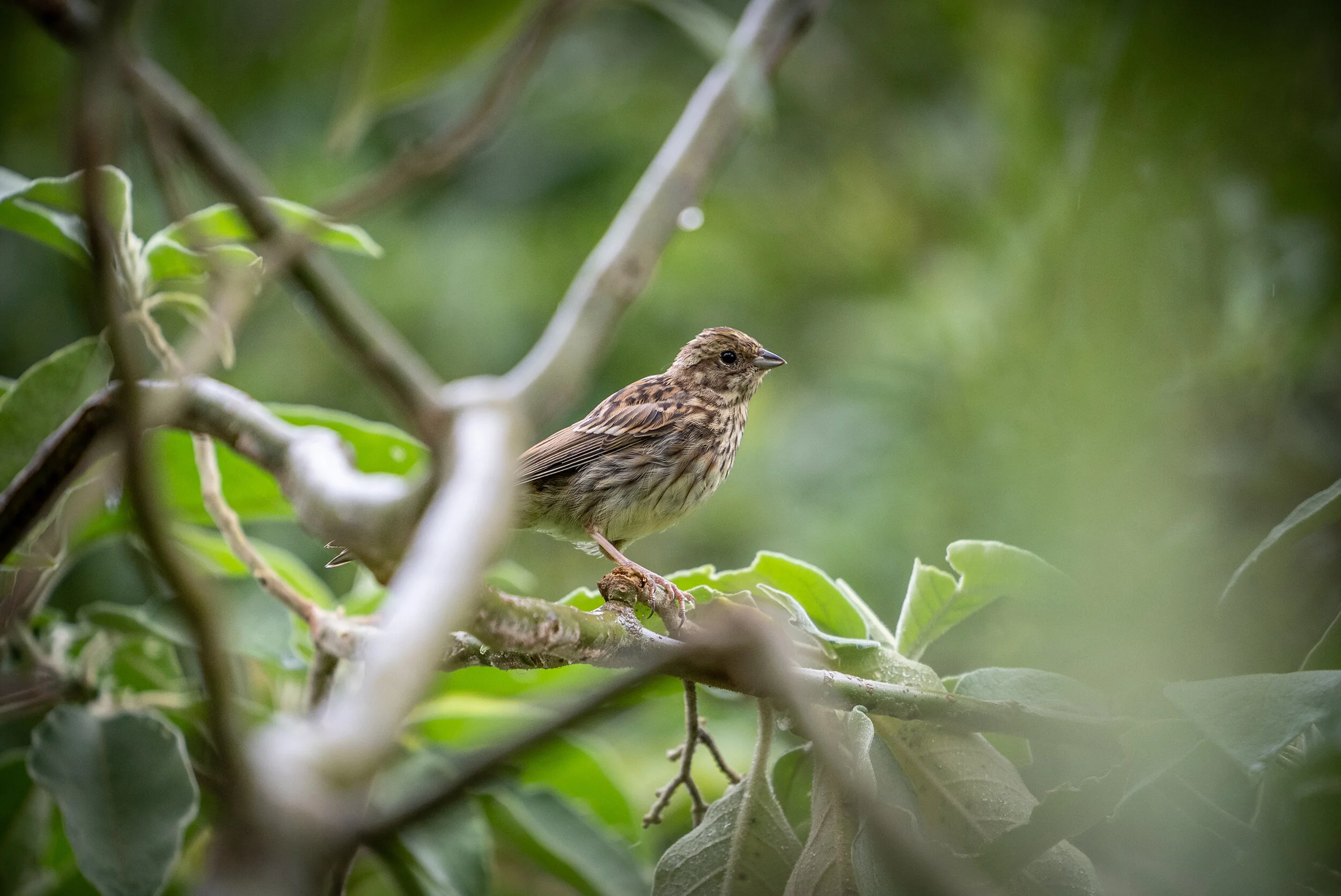 Native bird among the trees at Woodhouse Mountain Lodge in the Matakana hinterland