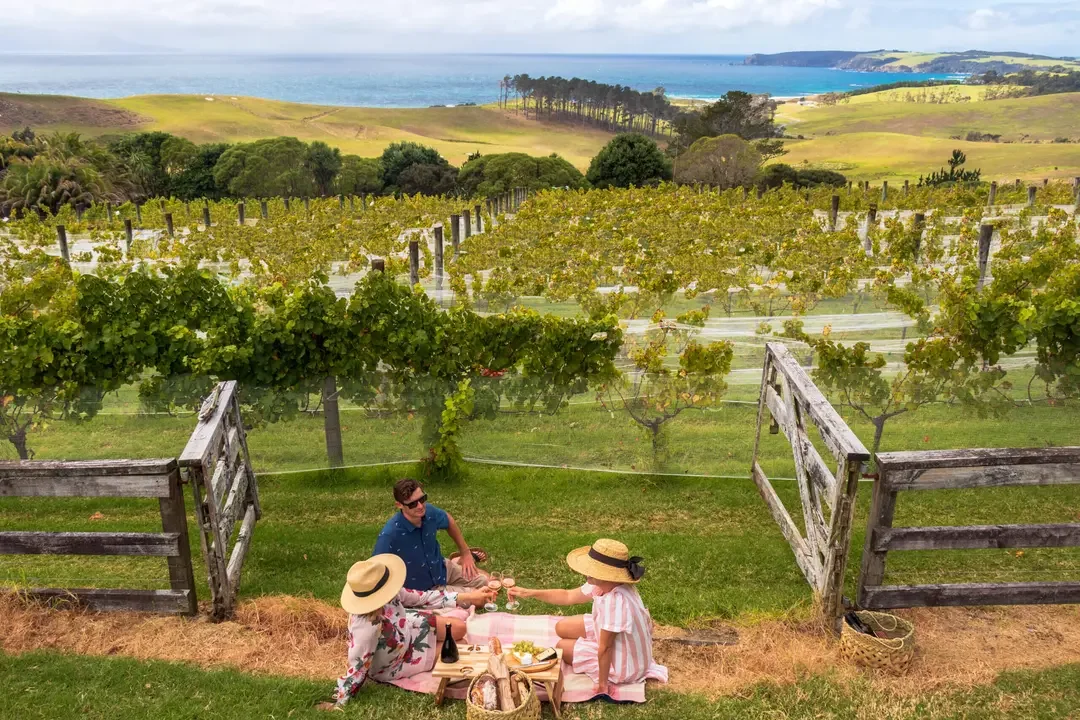 Friends having picnic in the vineyard.