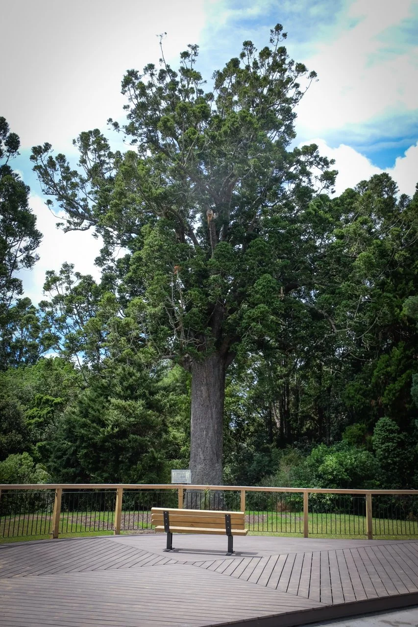 Mature native tree surrounded by bush and landscaped grounds at Woodhouse Mountain Lodge in Matakana.