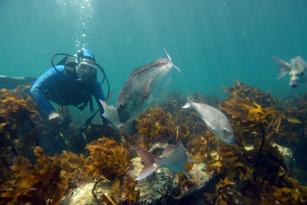 Scuba diving experience among kelp and marine life near the Matakana coast and Woodhouse Mountain Lodge.