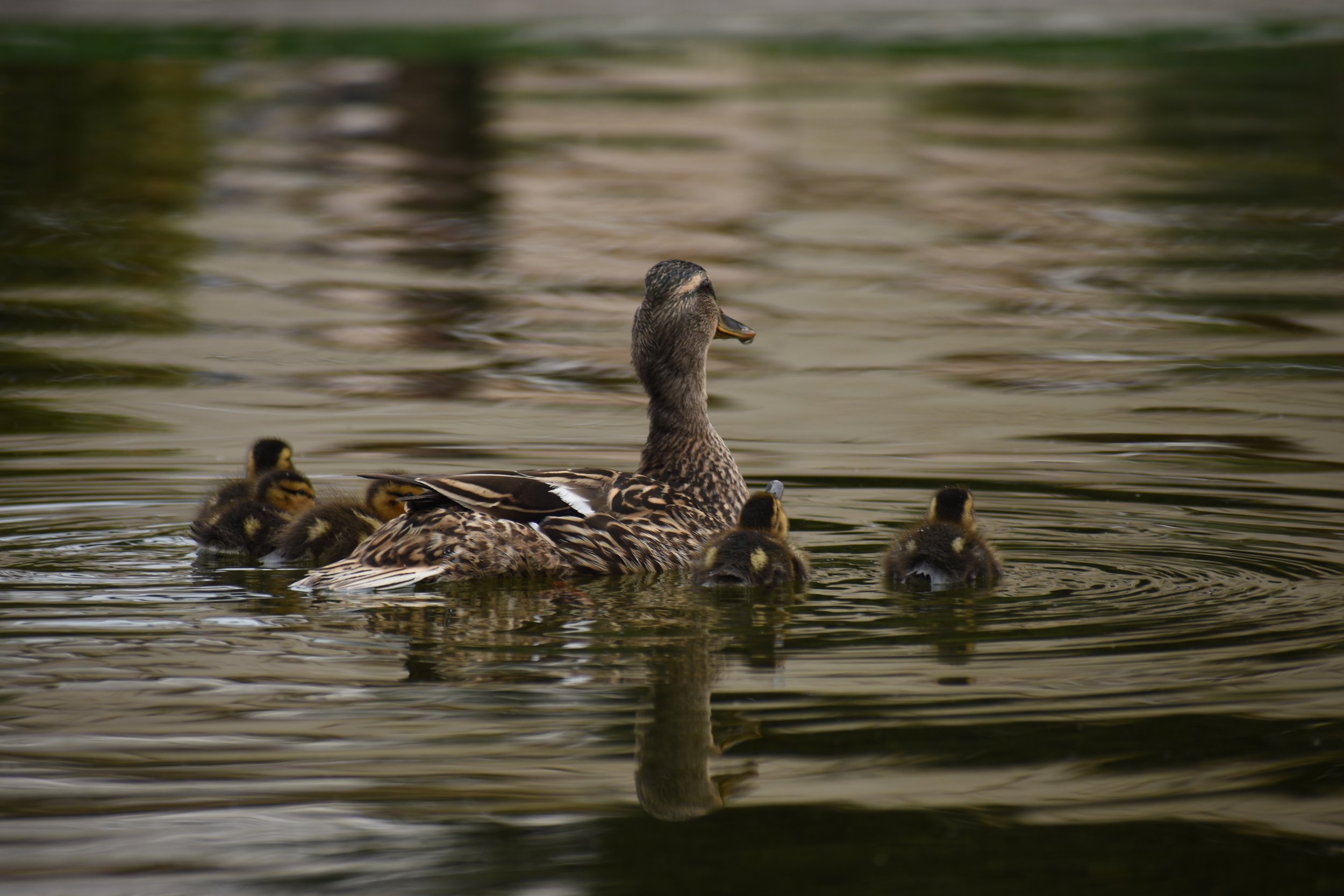 DSC_0617.JPG