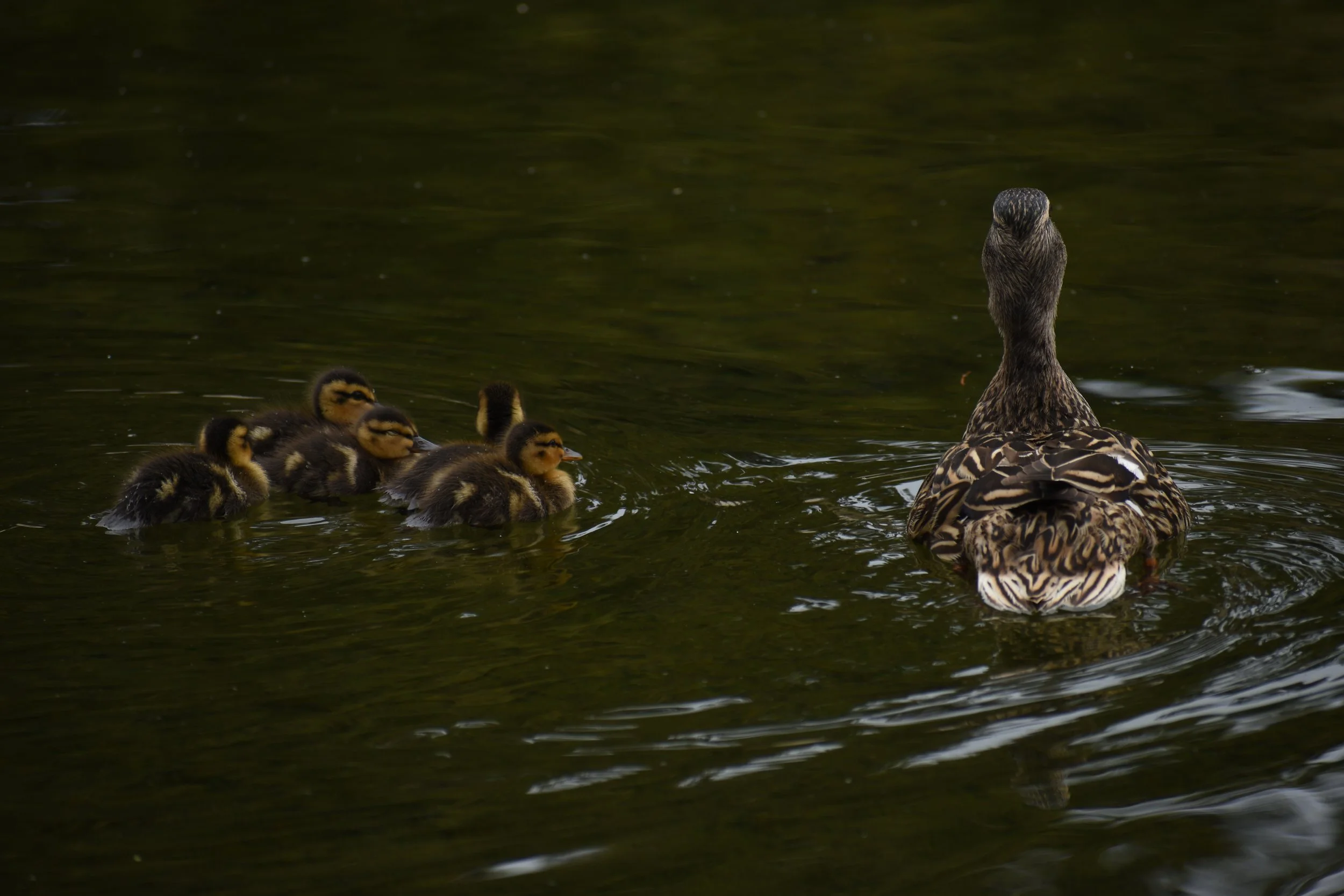 DSC_0603.JPG