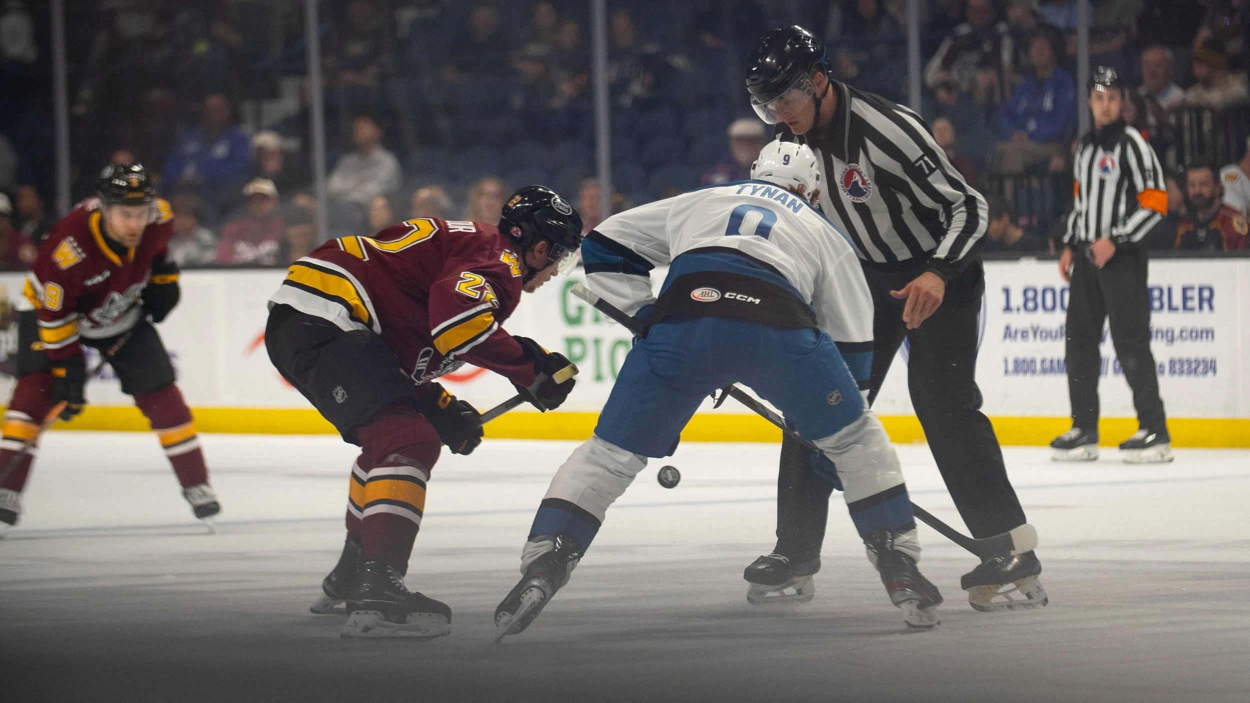 Wolves6-3-16.jpg