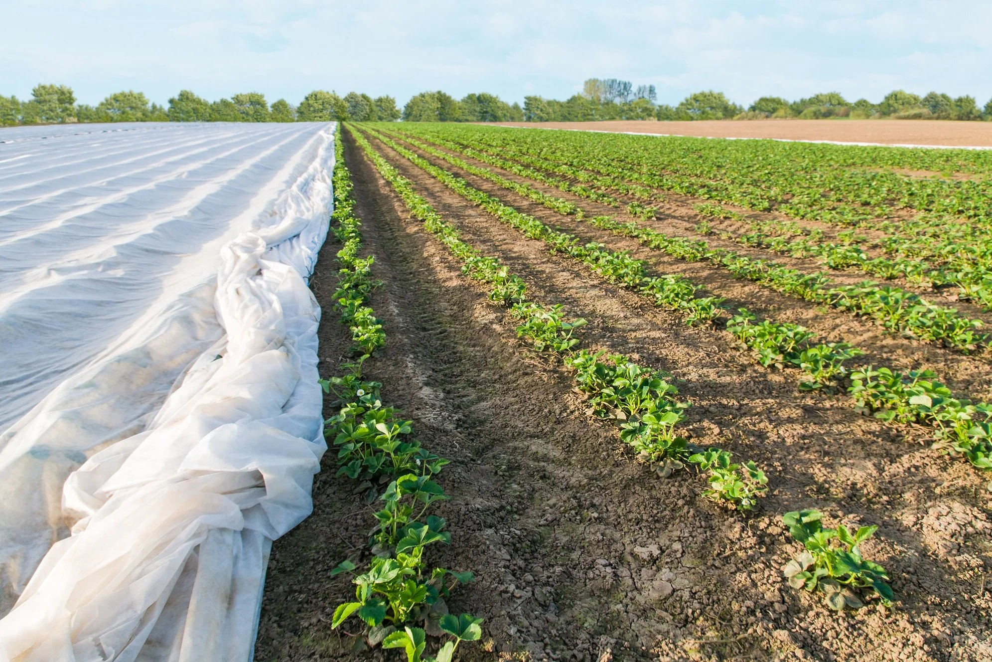 Rows of strawberry plants in a farm field, with some covered by plastic mulch on the left side, under a blue sky with some clouds.