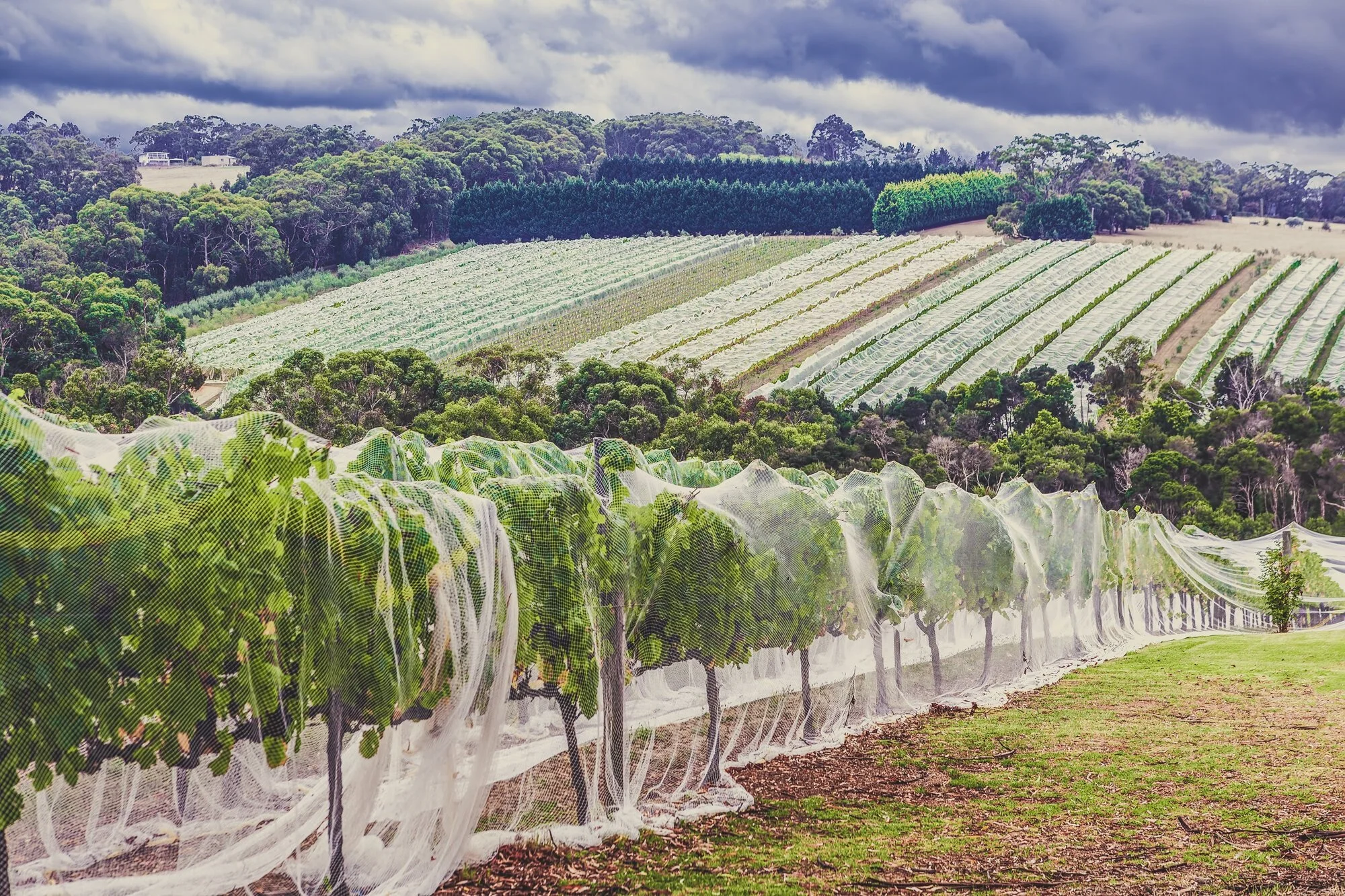 Vineyard with rows of grapevines covered in protective netting on rolling hills with a cloudy sky.