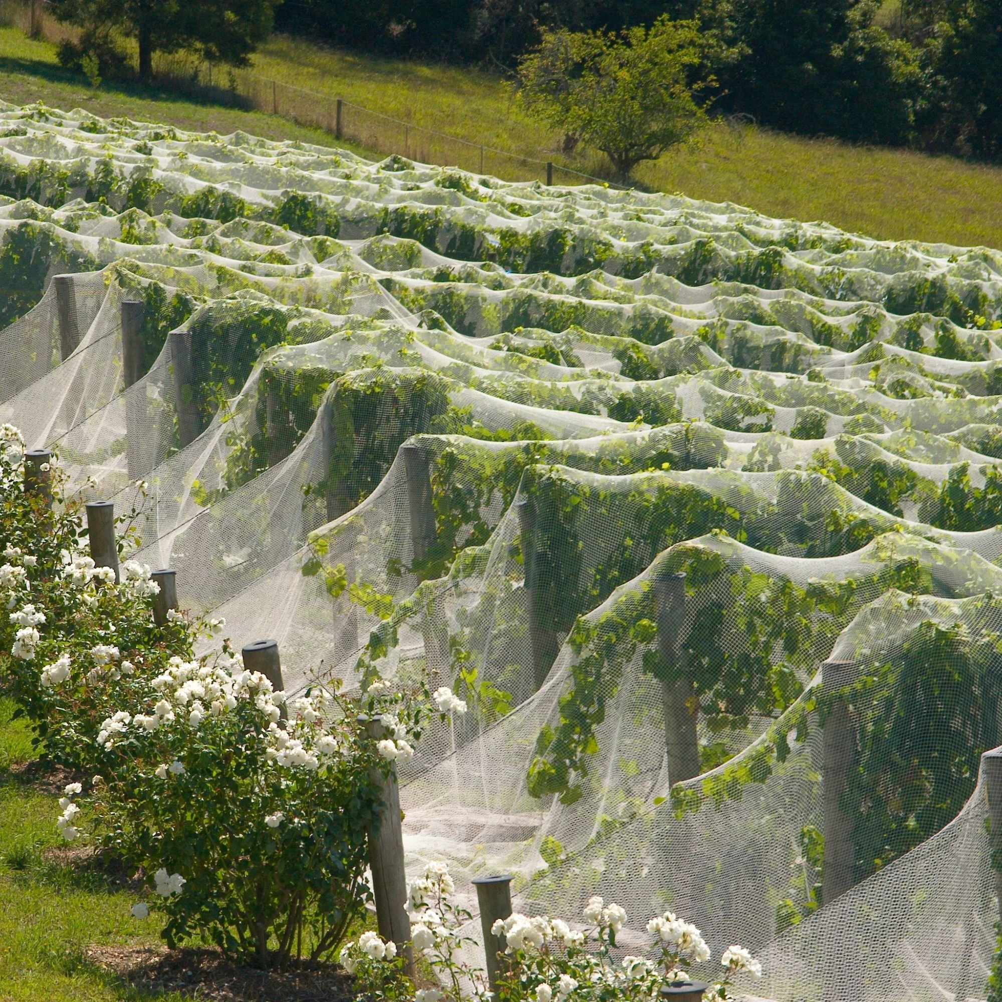 Rows of grapevines covered with protective netting in a vineyard with white flowering plants in the foreground and green hills in the background.