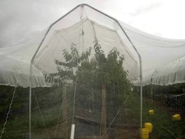 A cherry plant protected by netting