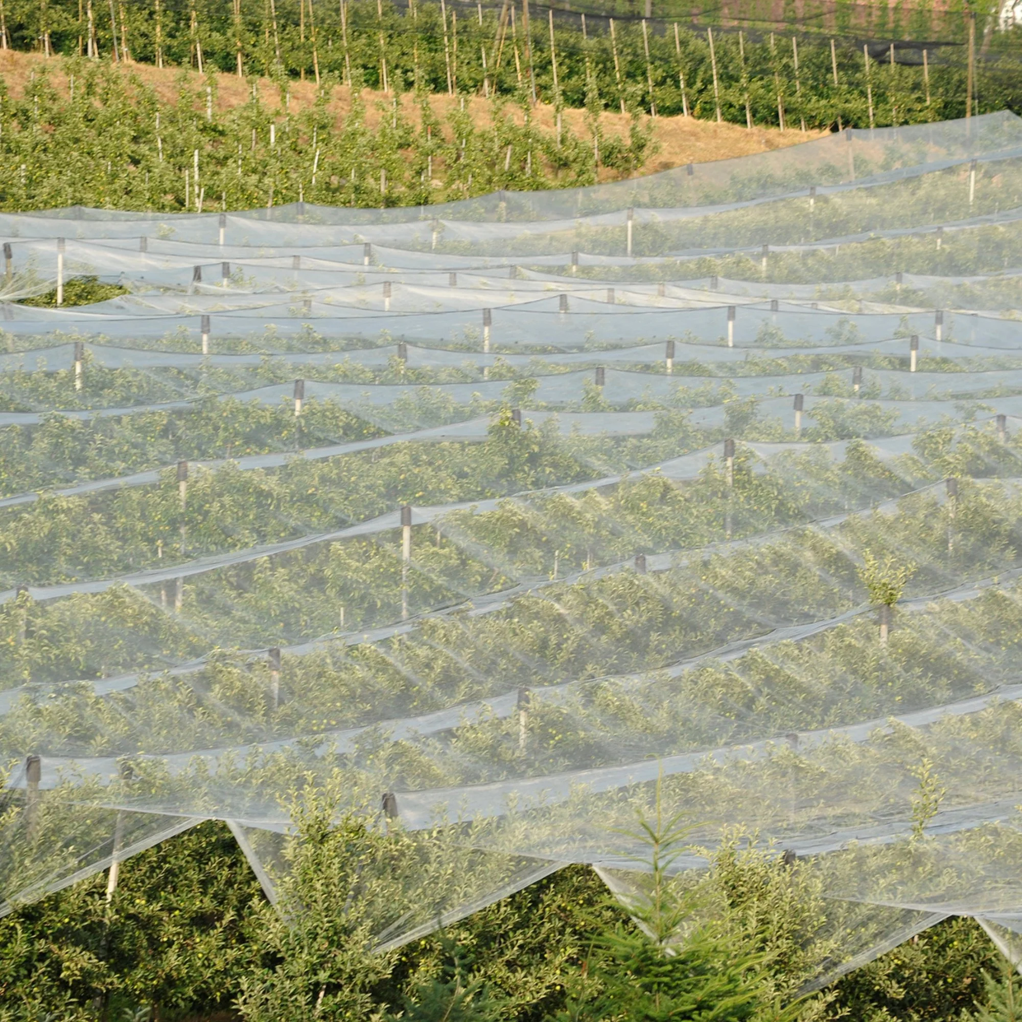 Berry farm with rows of bushes covered by protective netting, in a hilly area with greenery.