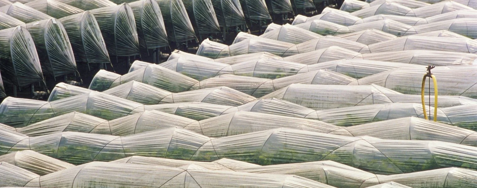 A large number of greenhouses with frost cloth roofs arranged in neat rows.