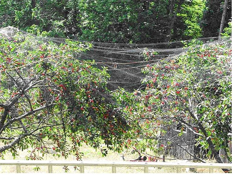Cherry trees with red cherries on branches with bird protection nets