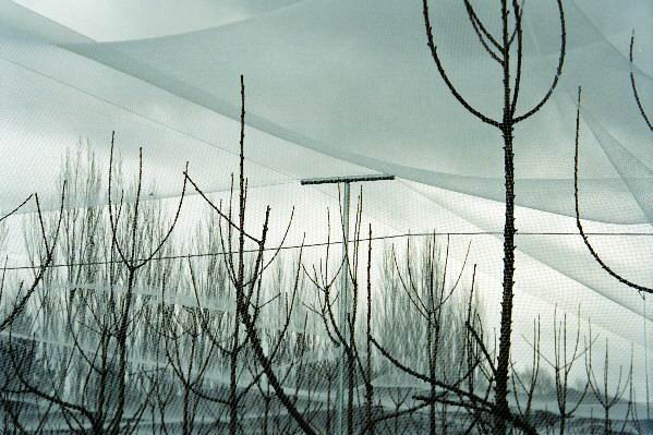 Cherry Trees protected by netting.jpg