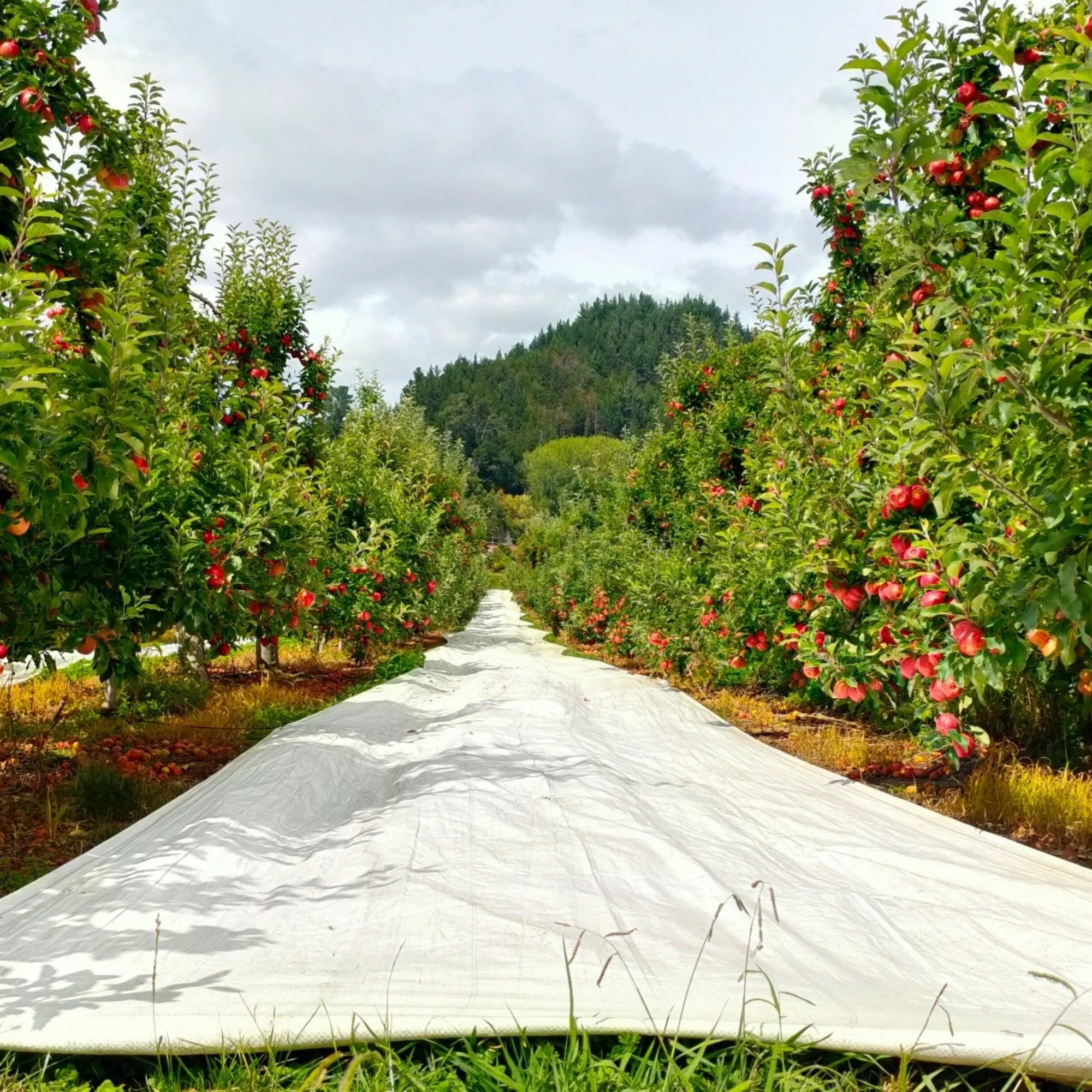 Apple orchard with rows of apple trees bearing red fruit, covered ground sheets, and a cloudy sky above.