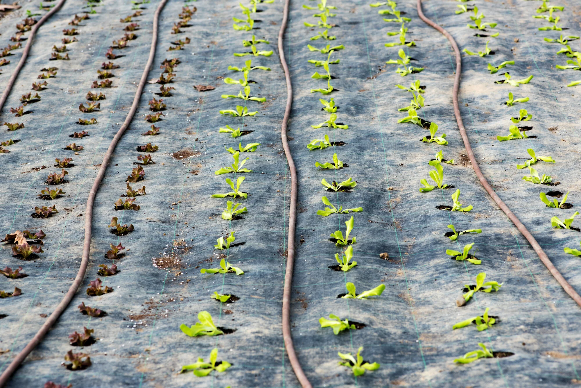 Rows of young lettuce plants growing in a garden bed covered with plastic mulch, with drip irrigation tubing laid along the rows.