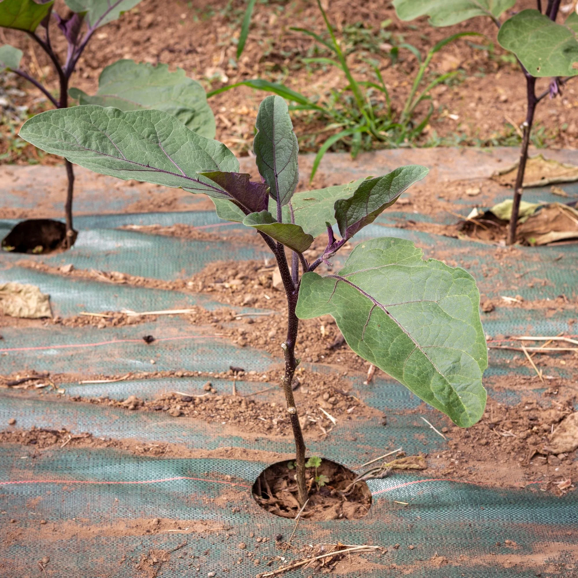 Young plant growing in soil with green leaves. Green weedmat on ground