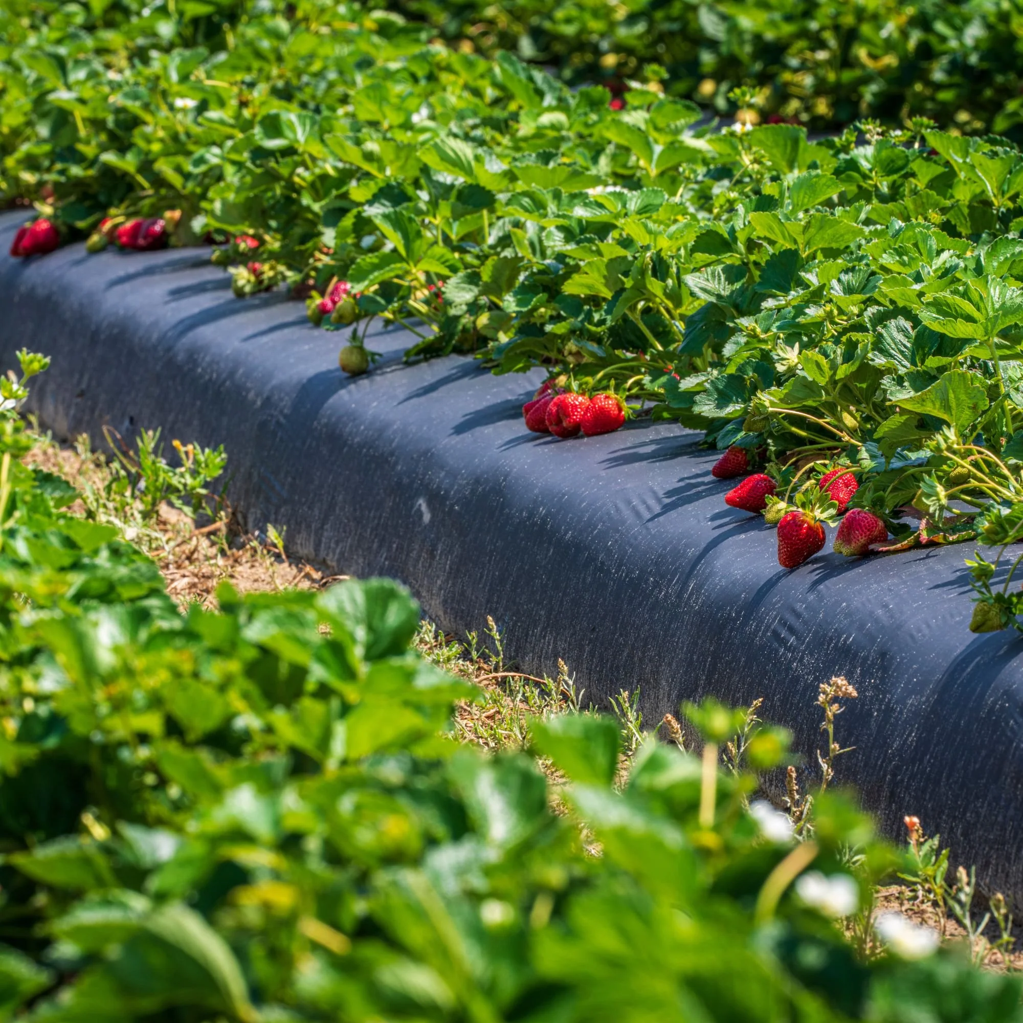 Close-up of a strawberry field with ripe and unripe strawberries growing on lush green plants, covered by black weedmat.