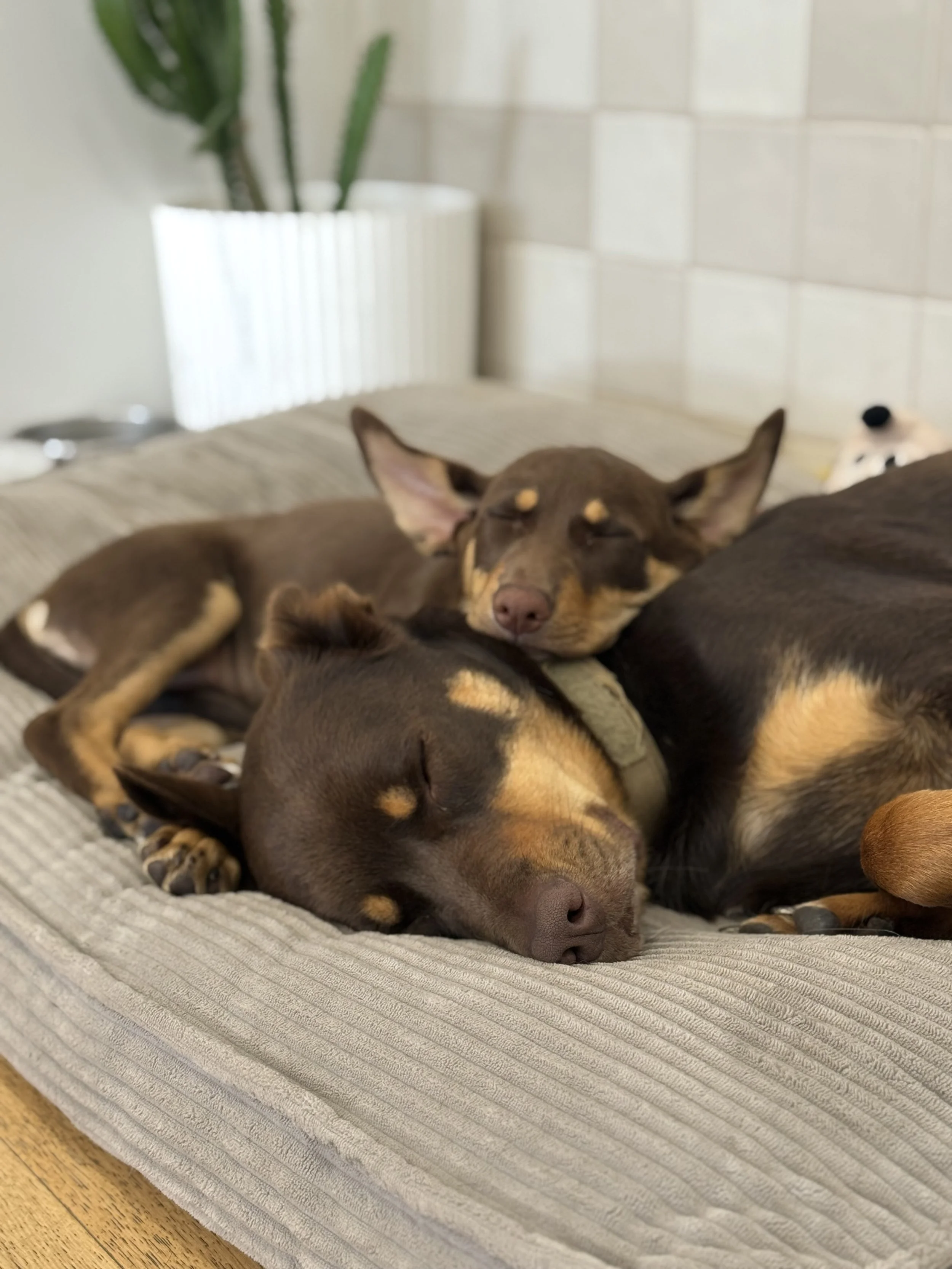 A brown and tan dog with closed eyes, resting on a striped cushion next to a gray textured pillow, with a white wall, a potted plant, and a teddy bear in the background.