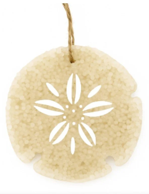 sand dollar 2.jpg