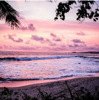 Pink Sands (Yankee Type) Fragrance Oil