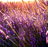 Lavender Scented Beads