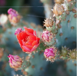Baja Cactus Blossom (BBW Type) Scented Beads