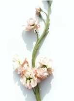 Sweet Grace (Type) Scented Beads