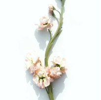 Sweet Grace Fragrance Oil