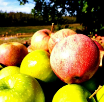 Farmstand Apple (BBW Type) Fragrance Oil