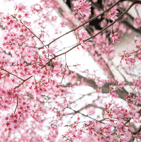 Japanese Cherry Blossom (BBW Type) Fragrance Oil