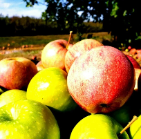 Farmstand Apple (BBW Type) Scented Beads