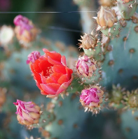 Baja Cactus Blossom (BBW Type) Fragrance Oil
