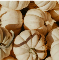 Vanilla Pumpkin Marshmallow (BBW Type) Scented Beads