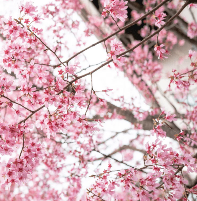 Japanese Cherry Blossom (BBW Type) Scented Beads