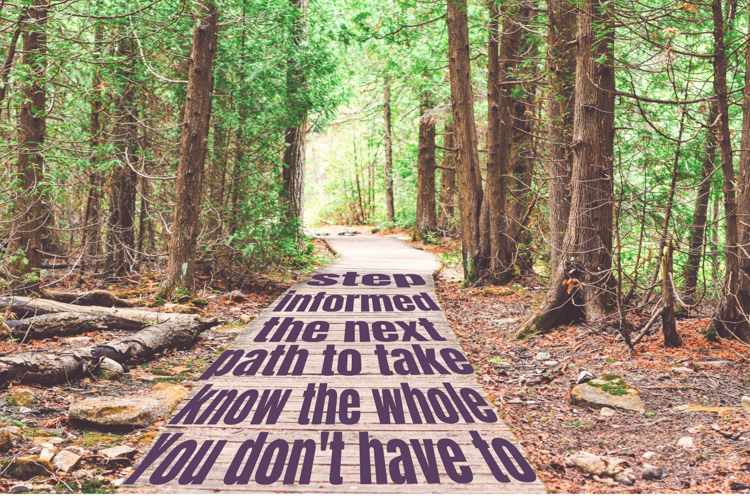 Forest path representing learning, preparation, and the journey through pregnancy and birth.